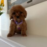 Violet (cavapoo) 7