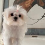 Tiffany (maltese) 1