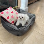 Tiffany (maltese) 2