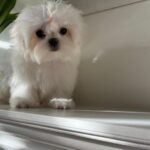 Tiffany (maltese) 4