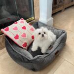 Tiffany (maltese) 3