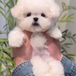 Lulu (Bichon) 1