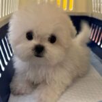 Lulu (Bichon) 2