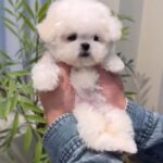 Lulu (Bichon) 3