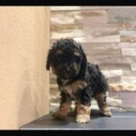 Pancake (Cavapoo) 1