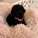 Lolo (cavapoo)