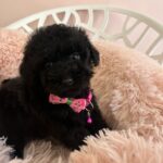 Lolo (cavapoo) 1