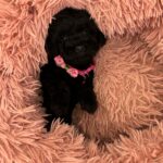 Lolo (cavapoo) 2