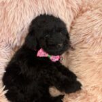 Lolo (cavapoo) 3