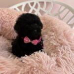 Lolo (cavapoo) 4