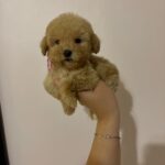 Teddy (Maltipoo) 1