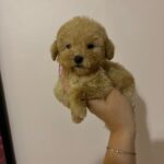 Teddy (Maltipoo) 2