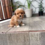 Teddy (Maltipoo) 3