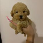Teddy (Maltipoo) 4