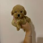 Teddy (Maltipoo) 5