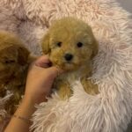 Mimi (maltipoo) 1