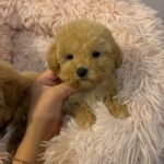 Mimi (maltipoo) 2