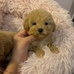 Mimi (maltipoo) 3