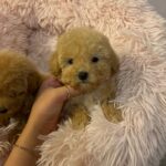Mimi (maltipoo) 4
