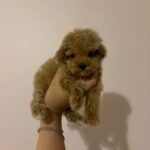 Mimi (maltipoo) 5