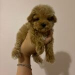 Mimi (maltipoo) 6