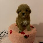 Ray (poodle)