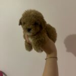 Ray (poodle) 1