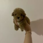 Ray (poodle) 3
