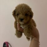 Ray (poodle) 4