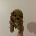 Ray (poodle) 5