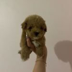 Ray (poodle) 6