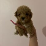 Ray (poodle) 7