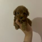 Clara (poodle) 1