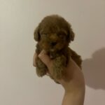 Clara (poodle) 2