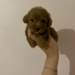 Clara (poodle) 3