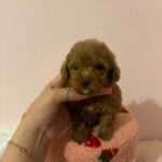 Clara (poodle) 4