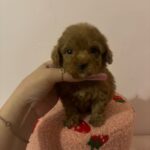 Clara (poodle) 5