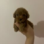 Clara (poodle) 6
