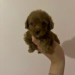 Clara (poodle) 7