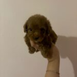 Clara (poodle) 8