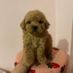 King (poodle) 1