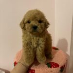 King (poodle) 2