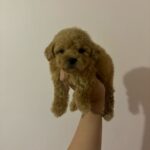 King (poodle) 3