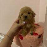 King (poodle) 4