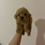 King (poodle) 5