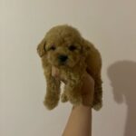 King (poodle) 8