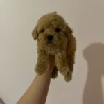 King (poodle) 6