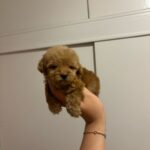 Jenny (poodle) 1