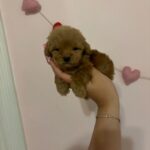 Jenny (poodle) 2