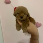 Jenny (poodle) 3